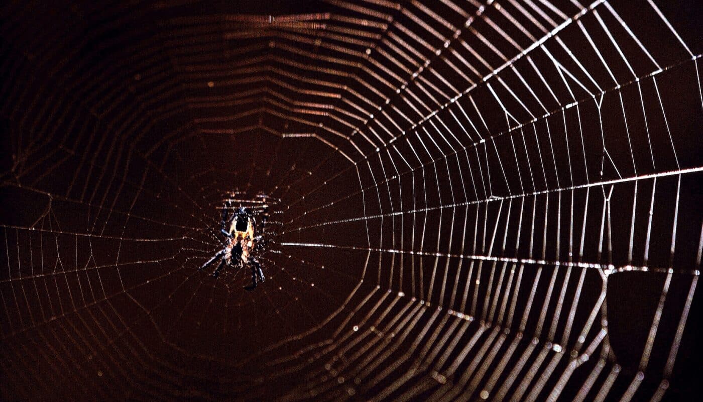 The most famous spider in the world | Entytle