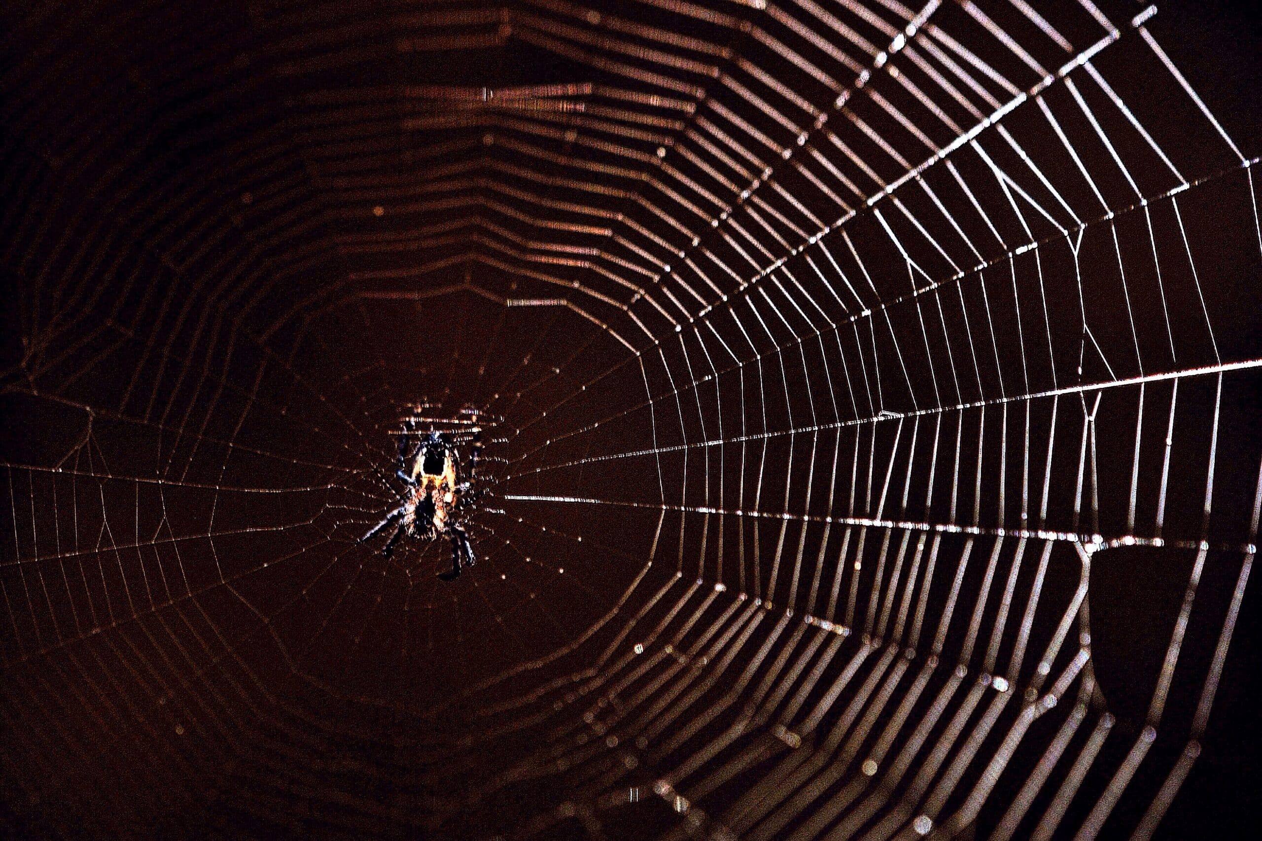 The most famous spider in the world | Entytle
